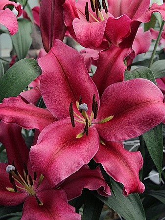 7889 Лилия Палаццо От 5шт(1шт)