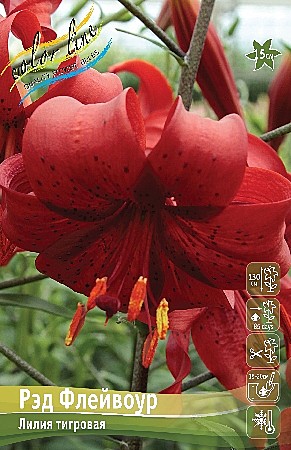 8408 Лилия Ред Флейвоур тигр 5шт (1шт)