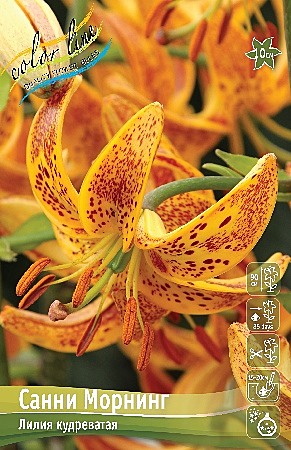 1226 Лилия Санни Морнинг спец 2шт/1шт