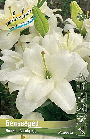 7506 Лилия Бельведер ЛА 5шт/1шт