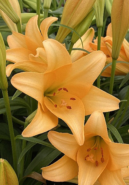 9664 Лилия Дифференс лонг 5шт/1шт