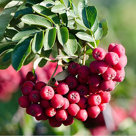 Рябина Титан плодовая Садовита