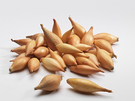 Лук-севок Олина 1кг (25кг)