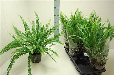 Нефролепис  Грин леди 12