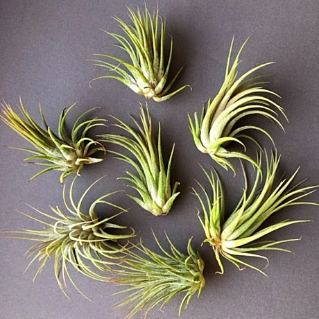 Тилландсия атмосферная микс 