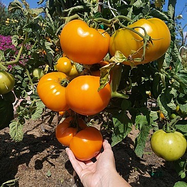 Т Минусинский оранжевый 5шт Садовита 