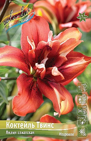 1742 Лилия Коктейль Твинс аз махр 5шт /1шт