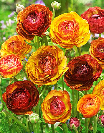 8721 Ранункулюс Пикоти Кафе о лей 10шт/1шт