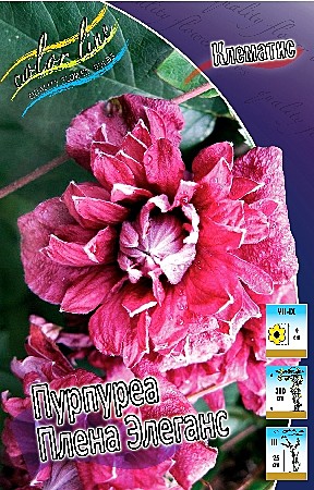 9083 Клематис Пурпуреа плена элеганс 2шт/1шт