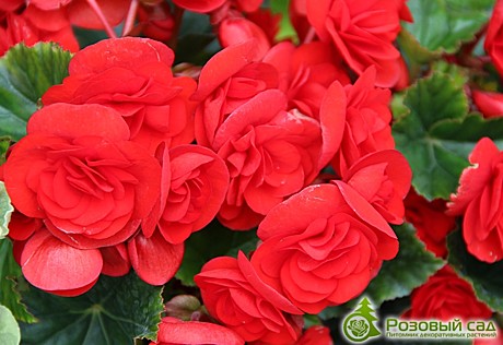 Ц Флокс Искусство теней УД