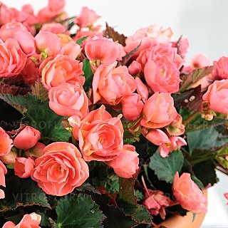 Ц Мирабилис Карамель пурпурная УД