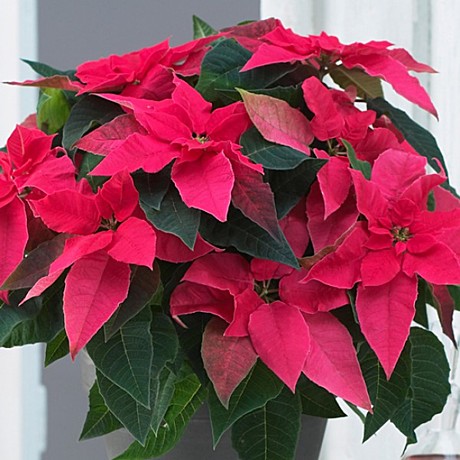 Репа Мулатка п/п Марс