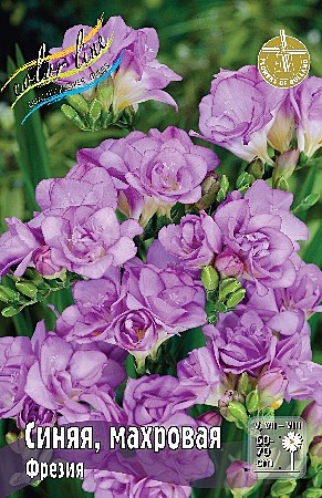 4666 Фрезия Синяя махр 10шт/1шт