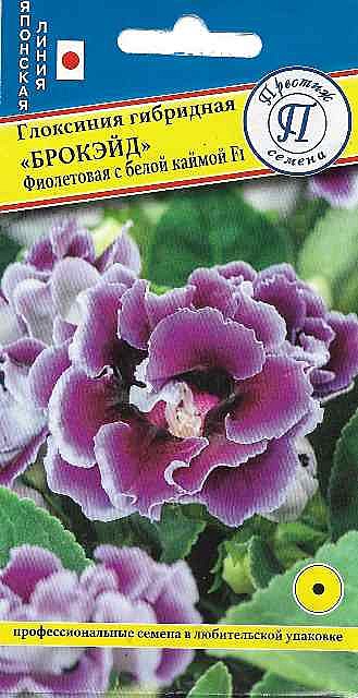 Ц Глоксиния Брокэйд фиол. с бел. каймой Престиж