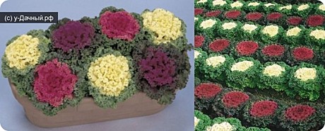 Ц Капуста Кружевная мозаика Гавриш