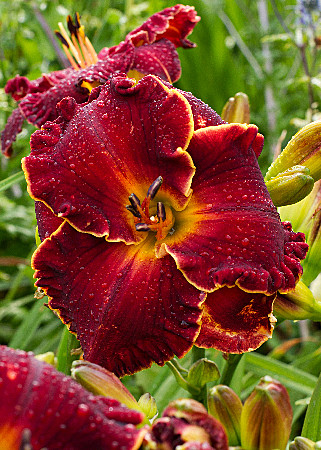 2964 Лилейник Ноути Рэд 1шт