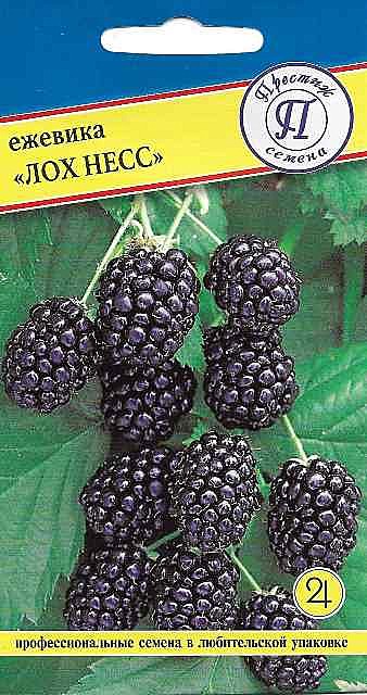 Ф Ежевика Лох Несс Престиж