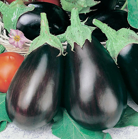 Рассада Баклажан Черный красавец 1шт