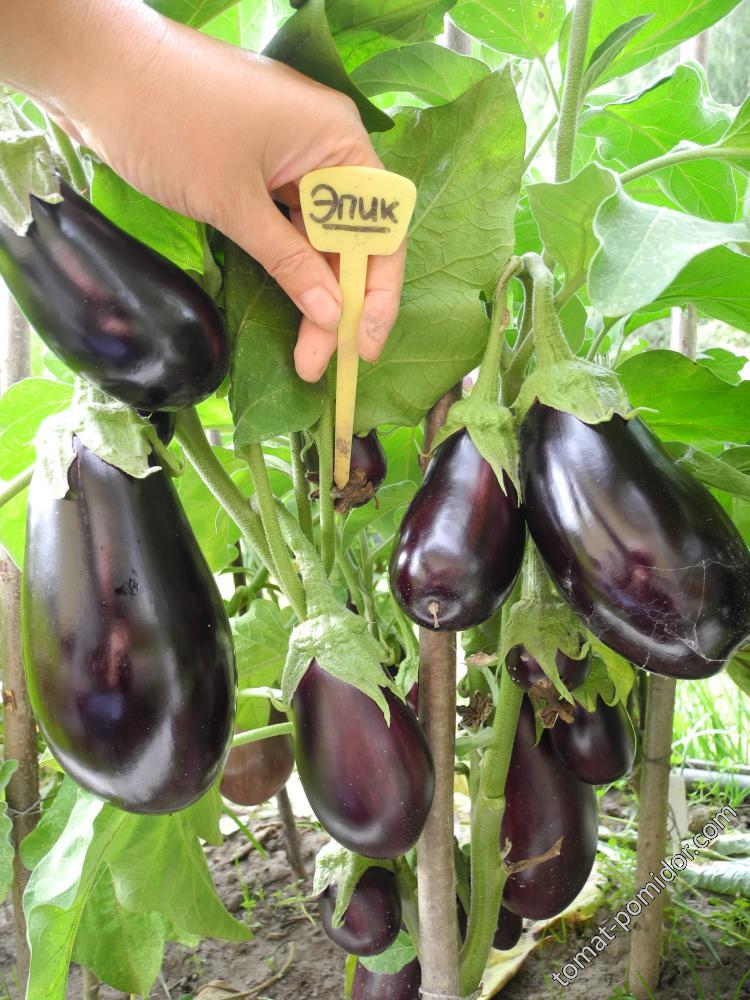 Изображение товара