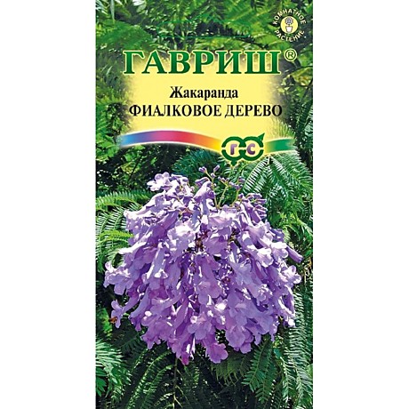Ц Жакаранда Фиалковое дерево   Гавриш