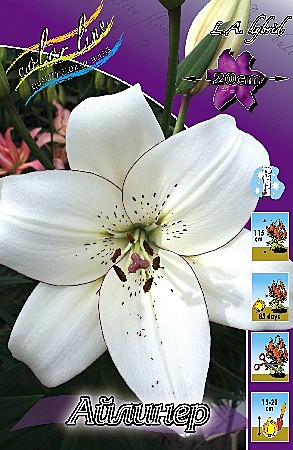 2589 Лилия Айлинер ла 7шт (1шт)