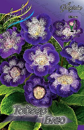 9367 Глоксинья Тайгер Блю 2шт/1шт
