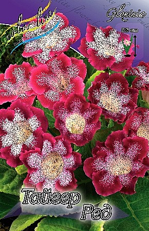 9374 Глоксинья Тайгер Ред 2шт/1шт