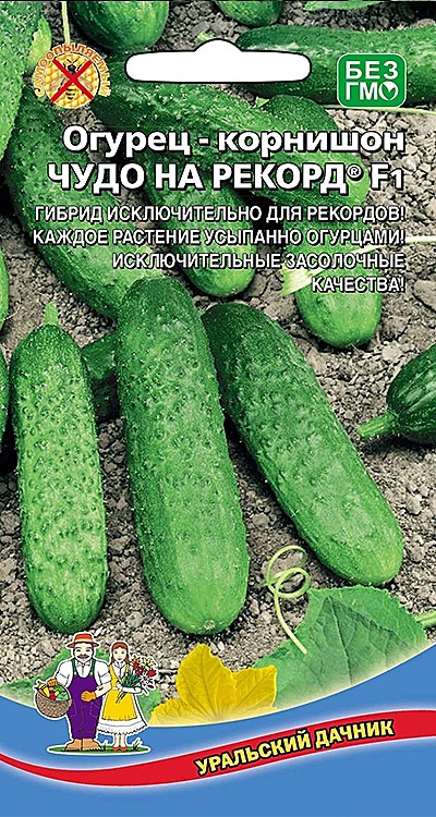 О Чудо на Рекорд УД