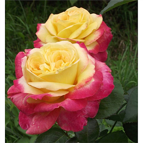 Роза Пульман Ориент  чг