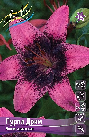 1017 Лилия Пурпл Дрим аз. 5шт/1шт