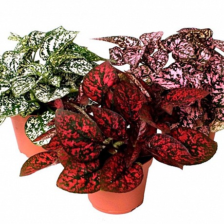 Гипоэстэс 8 микс