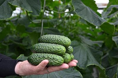 О СВ 4097 ЦВ Престиж