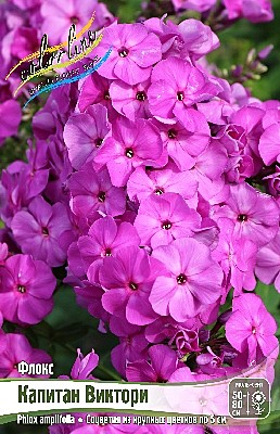 4907 Флокс Капитан Виктори 2шт/1шт