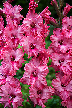 7328 Глад Кингстон Фриззлс 7шт/1шт