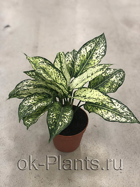 Аглаонема Фест Даймонд 14