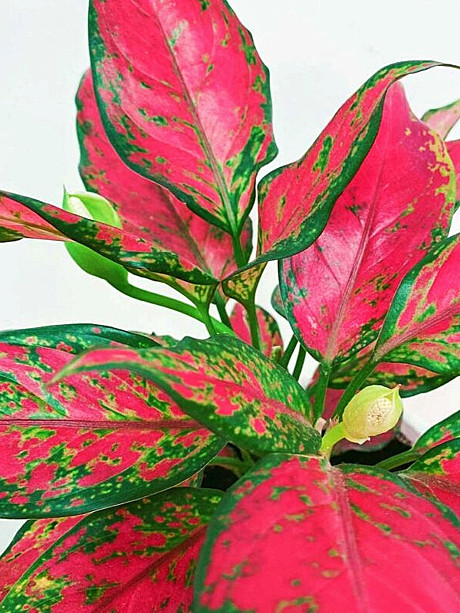 Аглаонема Лаки Ред 9