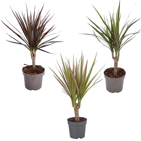 Драцена маргината микс 1ст 8