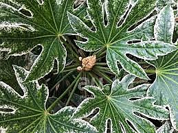 Фатсия  Spider Web 17