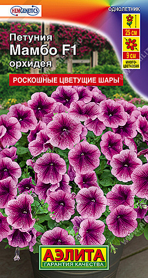 Ц П Мамбо орхидея Аэлита