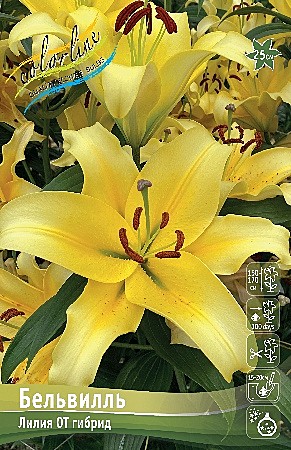 6468 Лилия Бельвилль ОТ (5шт) 1шт
