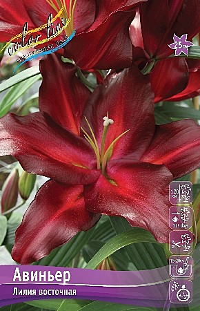 9841 Лилии Авиньер вост 5шт/ 1шт