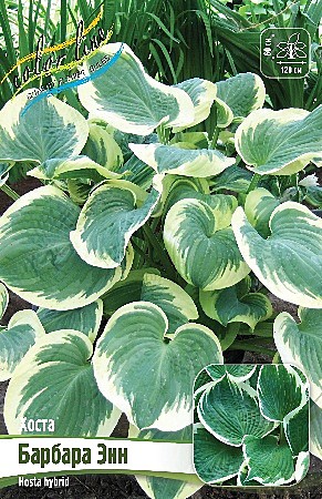 1371 Хоста Барбара Энн 1шт
