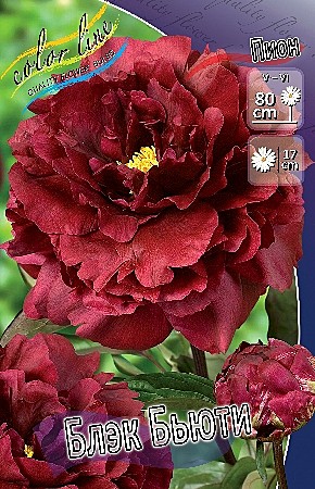 7163 Пион Блэк Бьюти 1шт