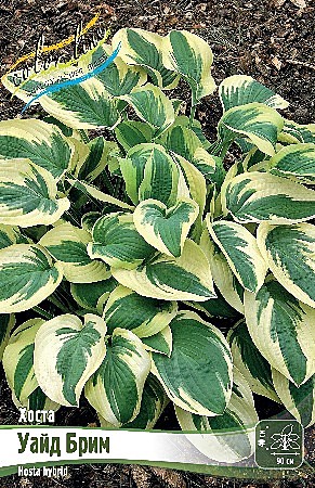 9547 Хоста Уайт Дрим 25шт/1шт