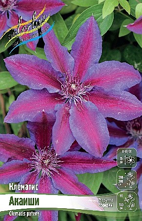 2105 Клематис Акаиши 2шт/1шт 