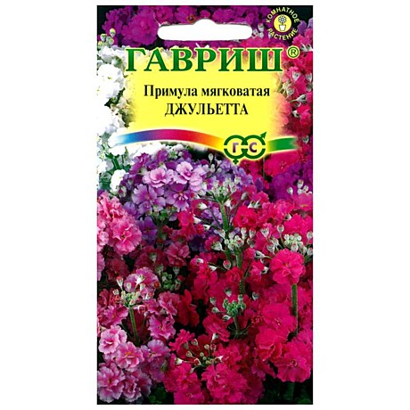 Ц Примула Джульетта Гавриш