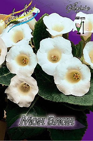 2342 Глоксинья Мон Блан 2шт/1шт