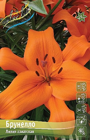 7546-1 Лилия Брунелло аз. 7шт /1шт