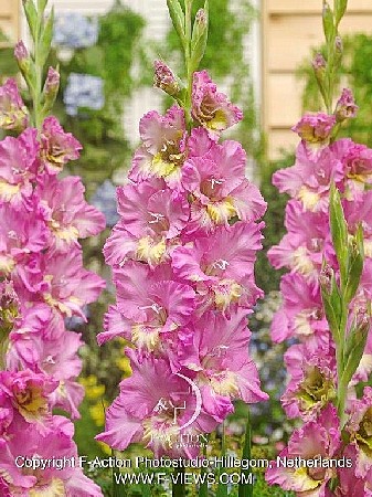 8154 Глад Москва 8шт/1шт