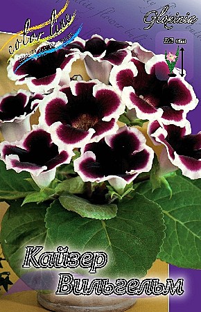 9350 Глоксинья Кайзер Вильгельм 2шт/1шт